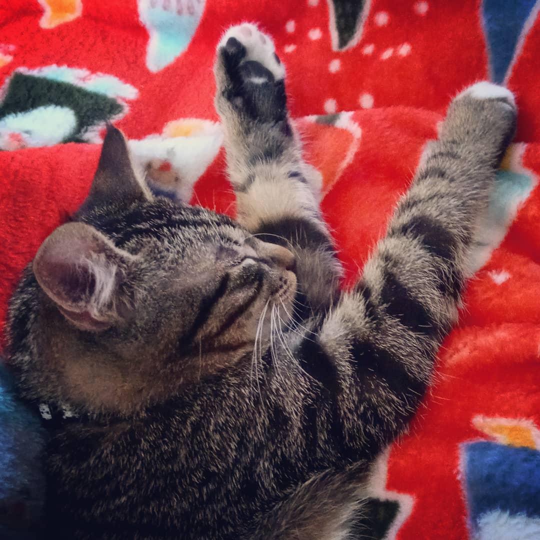 Even a murderball has to sleep sometimes.

#kitten