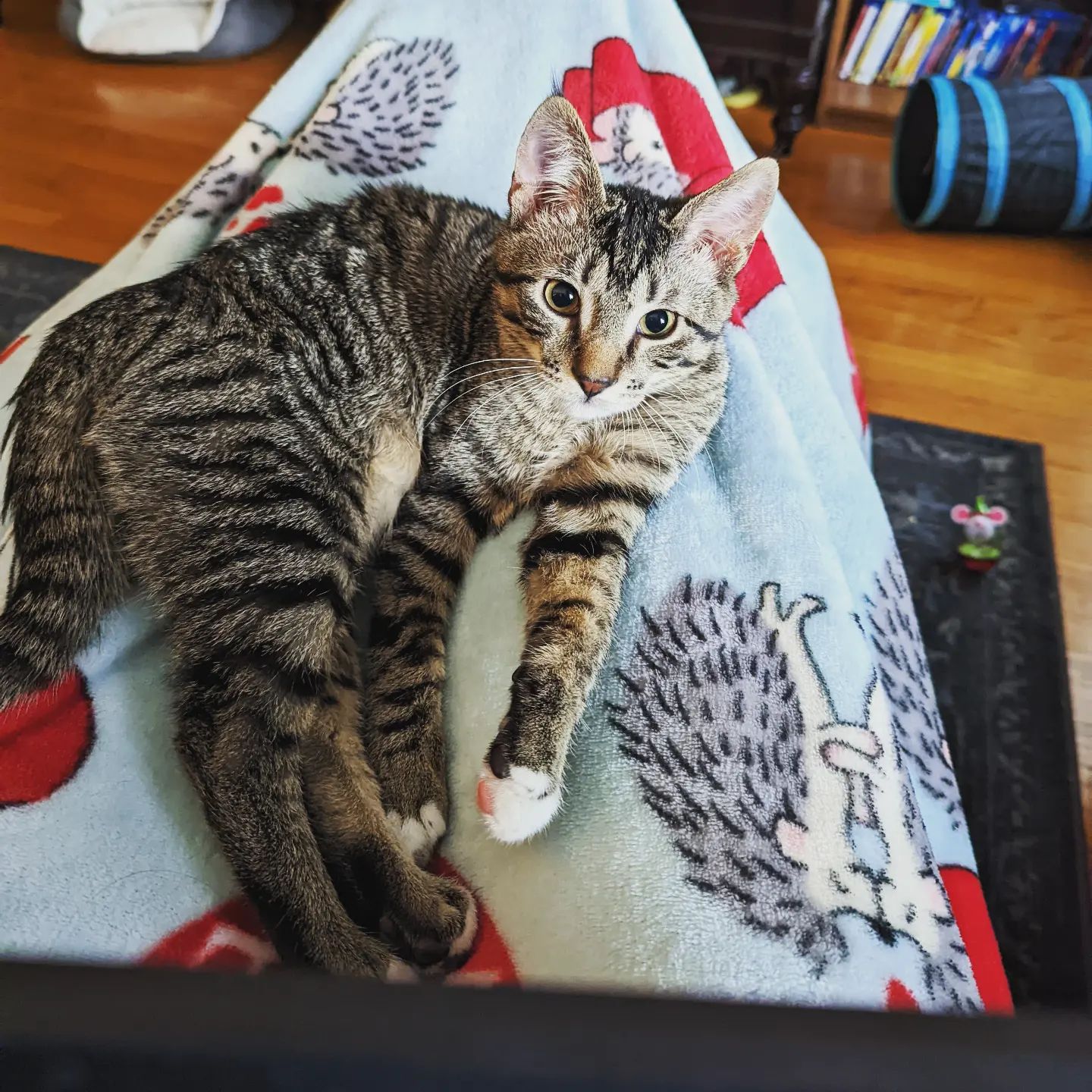 Working from home today, so I put my furry legwarmers on. Well, legwarmer, and he kind of put himself there.

#cat #kitten